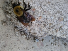 Bombus griseocollis
