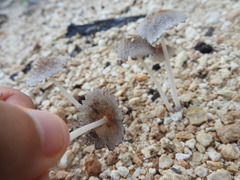 Coprinellus arenicola