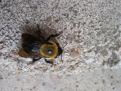 Bombus griseocollis