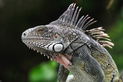 Iguana iguana iguana