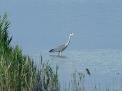Ardea cinerea