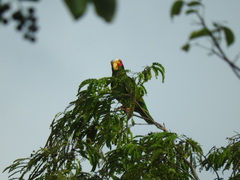 Amazona xantholora