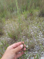 Solidago nemoralis decemflora