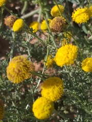 Pentzia punctata