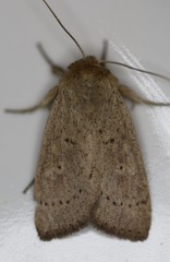 Leucania pseudargyria