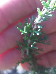 Pentzia punctata