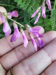 Hedysarum occidentale