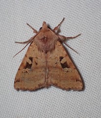 Diarsia esurialis