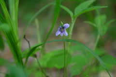 Viola labradorica