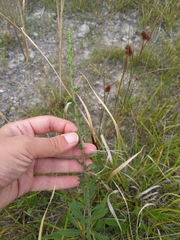 Solidago nemoralis decemflora