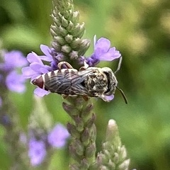 Coelioxys coturnix