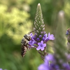 Coelioxys coturnix