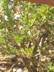 Pentzia punctata