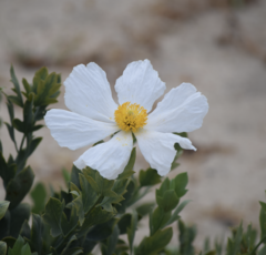 Romneya coulteri