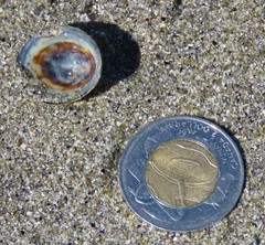 Testudinalia testudinalis