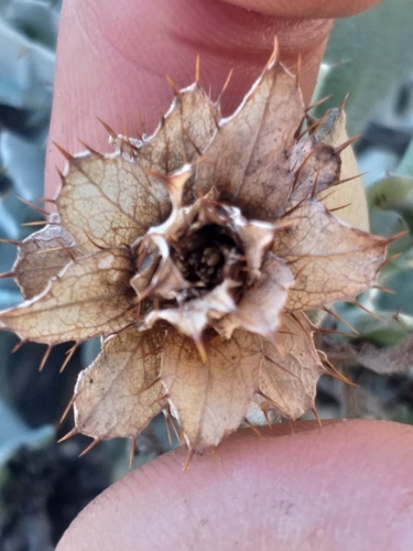 Image of Berkheya cuneata by (c) kevin koen, some rights reserved (CC BY-SA)