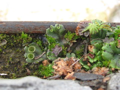 Marchantia polymorpha ruderalis