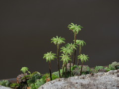 Marchantia polymorpha ruderalis
