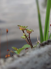 Marchantia polymorpha ruderalis