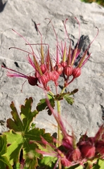 Geranium macrorrhizum