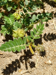 Tribulus terrestris