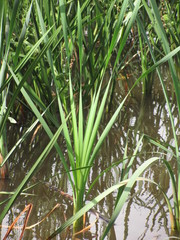Typha latifolia