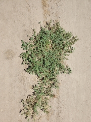 Tribulus terrestris