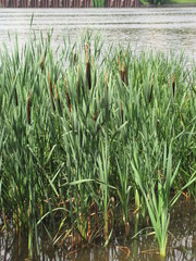 Typha latifolia