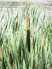 Typha latifolia