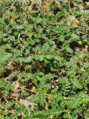 Tribulus terrestris