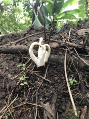 Blumenavia angolensis