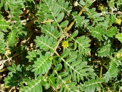 Tribulus terrestris