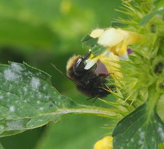 Bombus wurflenii