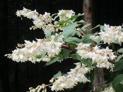 Deutzia crenata