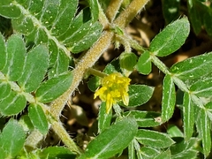 Tribulus terrestris