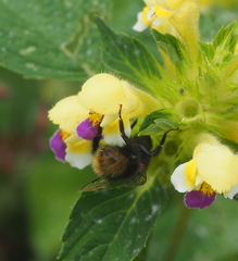 Bombus wurflenii