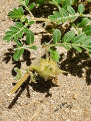 Tribulus terrestris