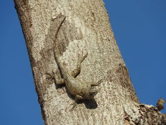 Sceloporus lundelli