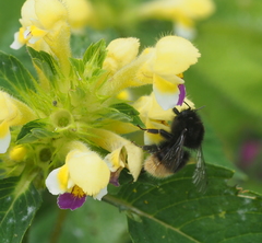 Bombus wurflenii