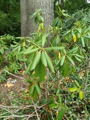 Rhododendron