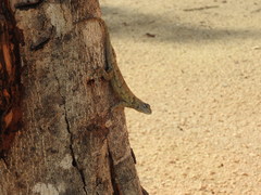 Sceloporus lundelli