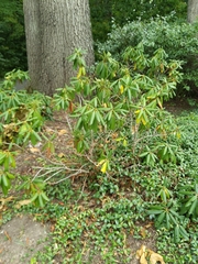 Rhododendron