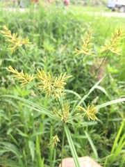 Cyperus microiria