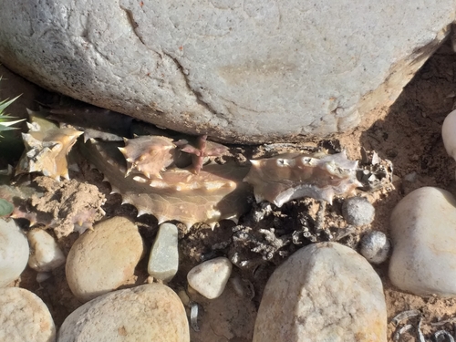 Pectinaria saxatilis N.E.Br.