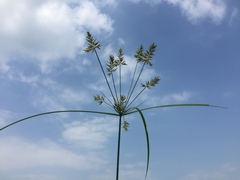 Cyperus microiria