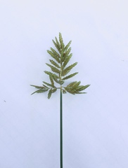 Cyperus microiria