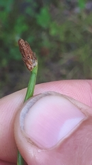 Eleocharis mamillata