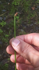 Eleocharis mamillata