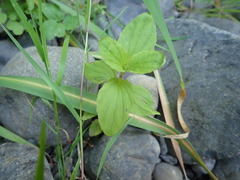 Erythranthe decora