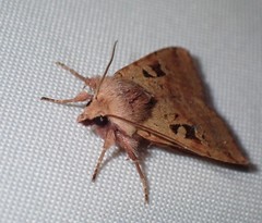 Diarsia esurialis